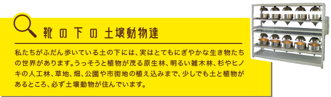 靴の下の土壌動物達　私たちがふだん歩いている土の下には、実はとてもにぎやかな生き物たちの世界があります。うっそうと植物が茂る原生林、明るい雑木 林、杉やヒノキの人工林、草地、畑、公園や市街地の植え込みまで、少しでも土と植物があるところ、必ず土壌動物が住んでいます。