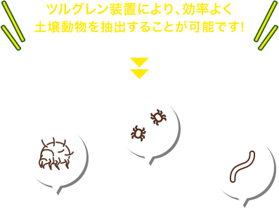 ツルグレン装置により、効率よく土壌動物を抽出することが可能です!