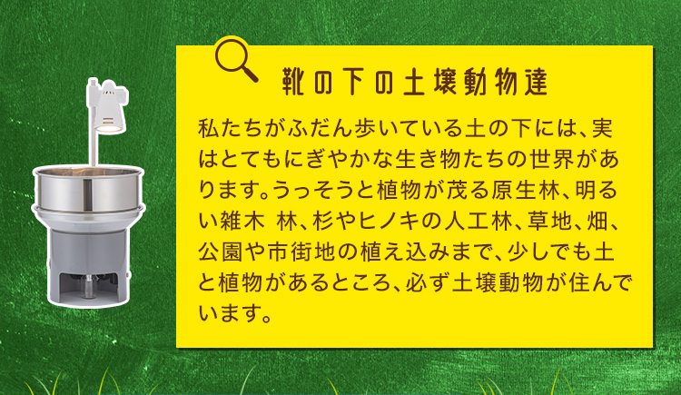 靴の下の土壌動物達 私たちがふだん歩いている土の下には、実はとてもにぎやかな生き物たちの世界があります。うっそうと植物が茂る原生林、明るい雑木 林、杉やヒノキの人工林、草地、畑、公園や市街地の植え込みまで、少しでも土と植物があるところ、必ず土壌動物が住んでいます。