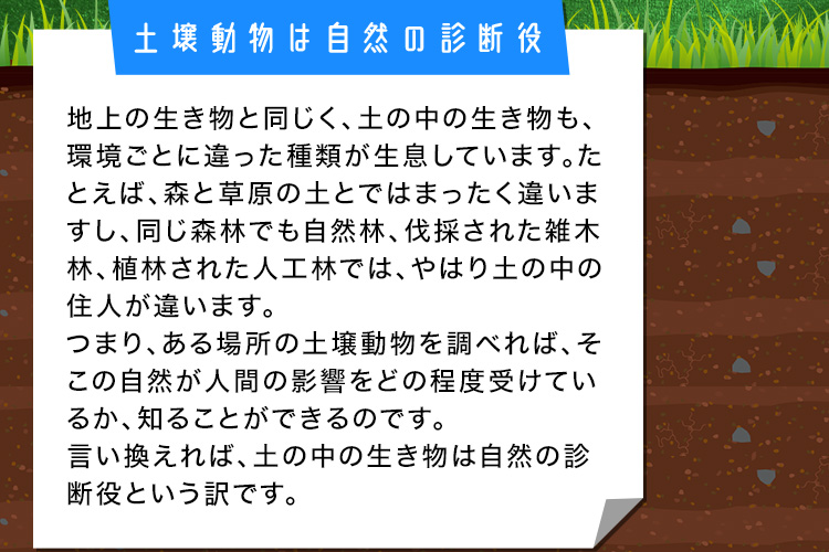 土壌動物は自然の診断役 地上の生き物と同じく、土の中の生き物も、環境ごとに違った種類が生息しています。たとえば、森と草原の土とではまったく違いますし、同じ森林でも自然林、伐採された雑木林、植林された人工林では、やはり土の中の住人が違います。 つまり、ある場所の土壌動物を調べれば、そこの自然が人間の影響をどの程度受けているか、知ることができるのです。言い換えれば、土の中の生き物は自然の診断役という訳です。